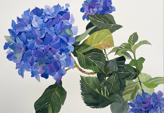 Image of Unframed original Hydrangae I gouache painting 