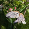 Owlberta