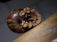 Image 18 of Dental Snull sculpture- dark walnut color, OOAK