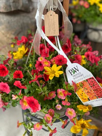 mothers day prebook garden baskets