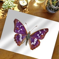 Image 5 of Apatura Ilia Butterfly Watercolor PRINT