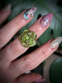 Image 7 of Mini Succulent Collection 