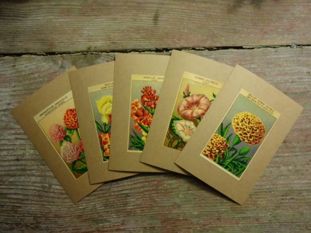 Image of 5 Flower Note Cards