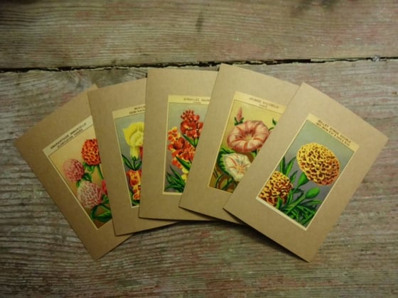 Image of 5 Flower Note Cards