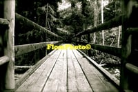 Forest Bridge