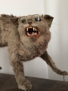 Image of antique taxidermy scaredy cat