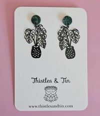Image 2 of Potted Monstera Dangles