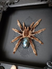 Image 1 of Curlyhair Tarantula