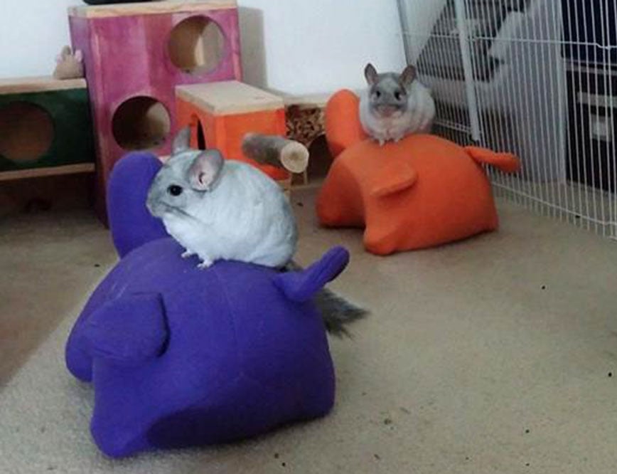 Image of Hoppy Chin