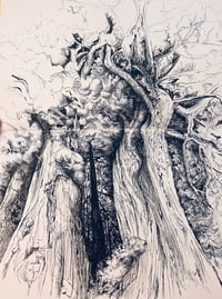 Image 2 of Drawing Trees From Photographs Class