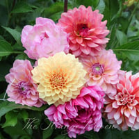 Image 3 of Mixed Dahlia seed