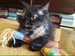 Image of Art Set Organic Catnip CAT TOY Handmade by Oh Boy Cat Toy 