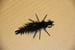 Image of Crittermite Tail