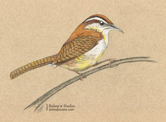 Image of Carolina Wren - Original Graphite Drawing - 8 x 10