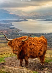 Highland Coo