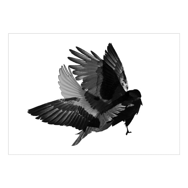 Image of Bird Print