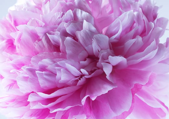 Image of Dad's Peony #1