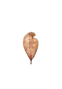 Image of Specimen # 1