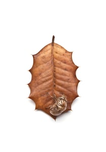 Image of Specimen # 25