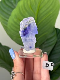 Image 4 of BLUE HALITES -TURKEY- LOT 2