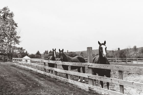Image of BAND OF HORSES