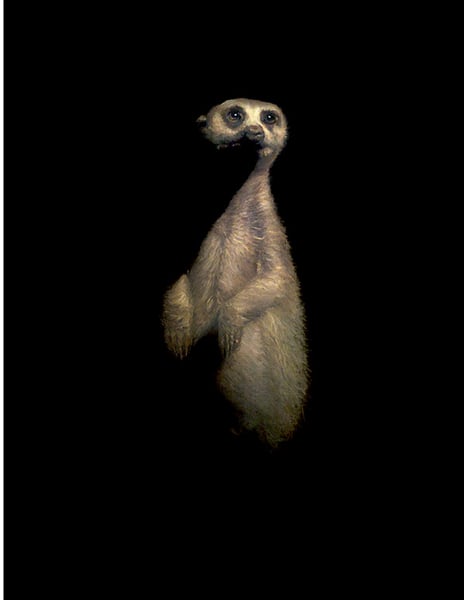 Image of Brad Woodfin "Meerkat" Print 