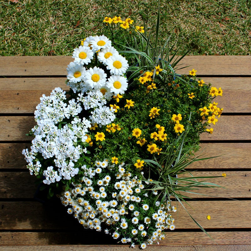 Image of Mellow Yellow Garden In a Box