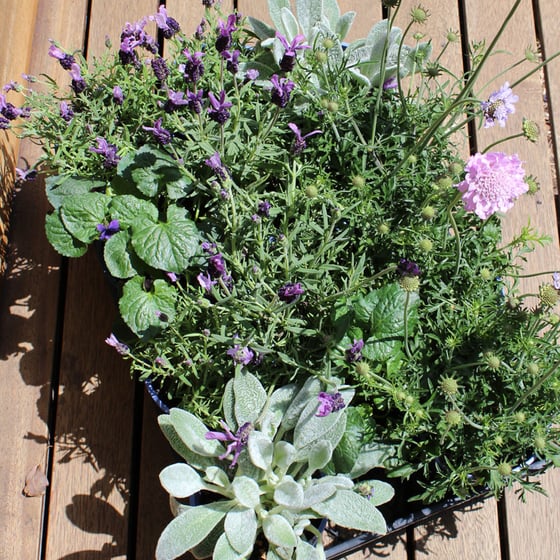 Image of Purple Haze Garden In a Box