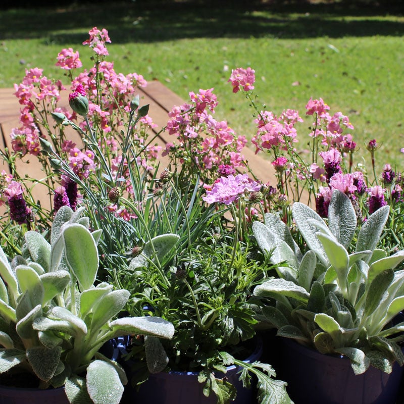 Image of Pink Blast Garden In a Box