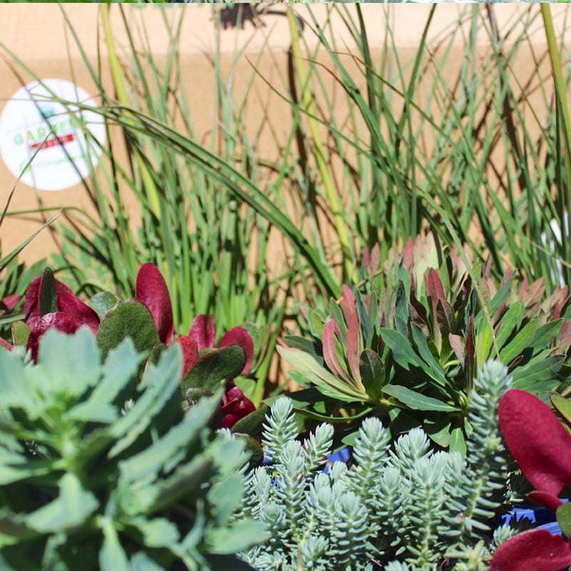 Image of Coastal Cool Garden In a Box