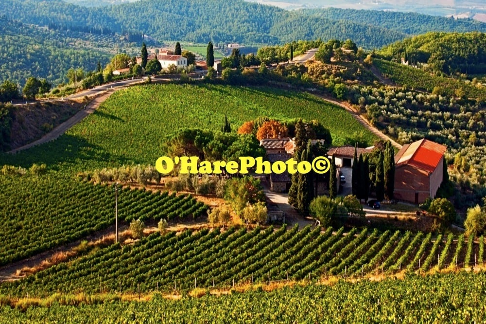 Image of SIENA VINEYARDS