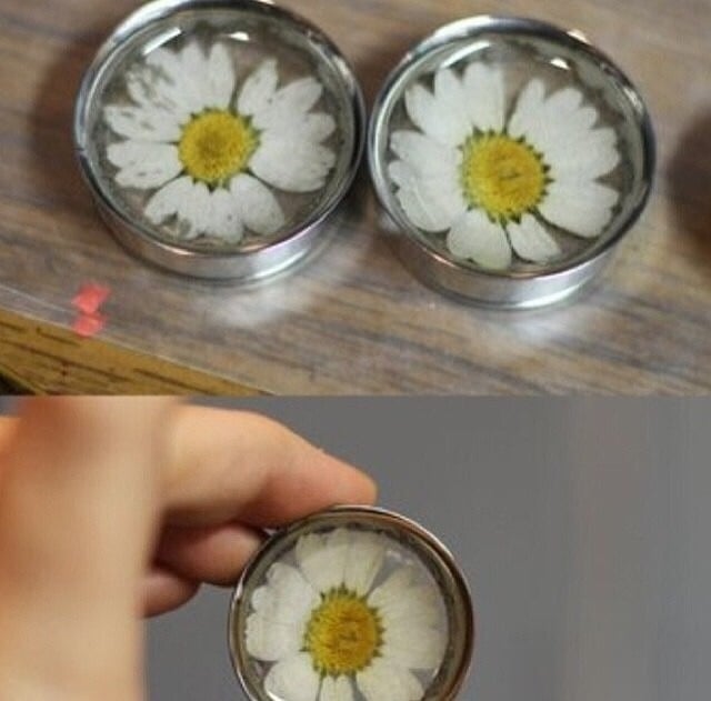 Image of Real Daisy Plugs (sizes 7/8-2")
