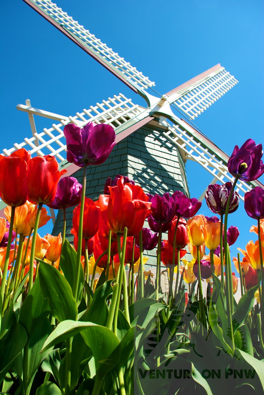 Image of Tulip Festival at Skagit Valley (2)