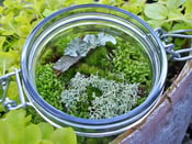 Image of Lichen Love - Moss Terrarium - Great Woodland Gift Idea - Home Decor - Green it UP!