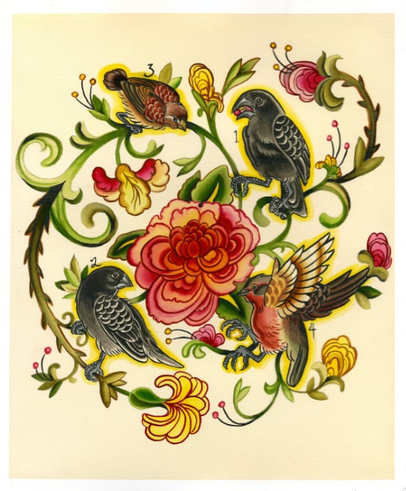 Image of Darwin's Finches (Prints)