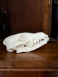 Image 3 of eu red fox skull 2