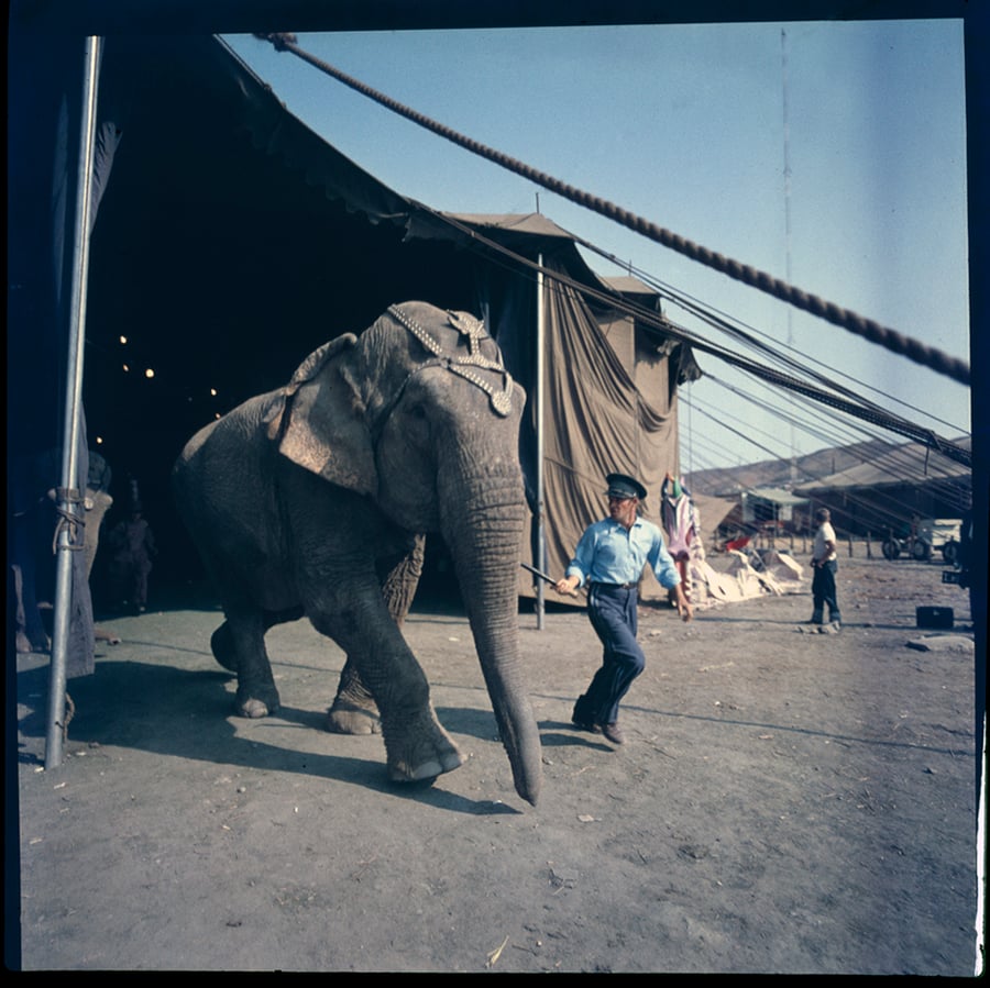 Image of A circus elephant in a rare, color 1940's photograph