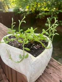 Image 3 of String of Pearls in Heart Shaped Container