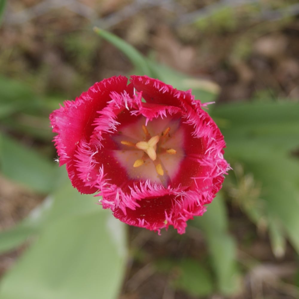 Image of The Flower 