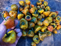 Image 1 of Spicy Scotch Bonnet