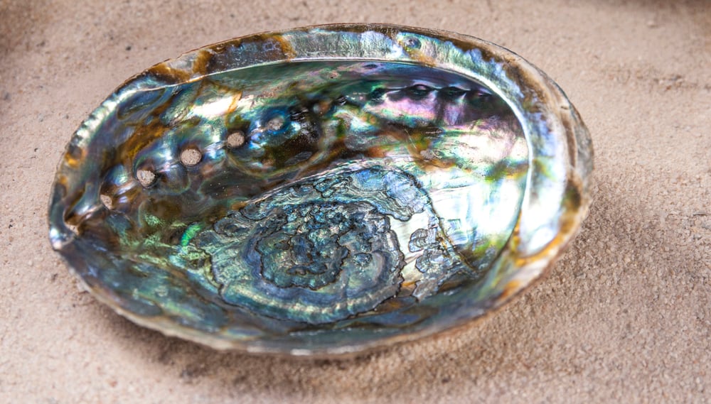 Image of  Abalone Shell