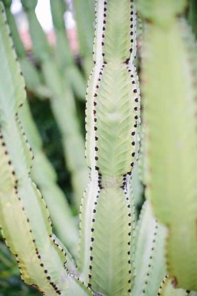 Image of CACTUS