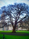 The Womping Willow, on canvas