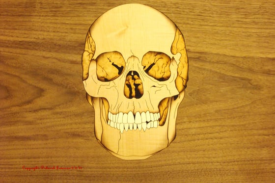 Image of Item No. 123. Skull.