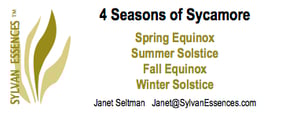 Image of 4 Season of Sycamore Essences (4 bottle set)