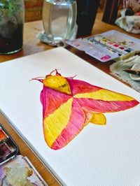 Image 4 of Rosy Maple Moth ORIGINAL ARTWORK copy