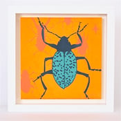 Image of Beetle on Tangerine