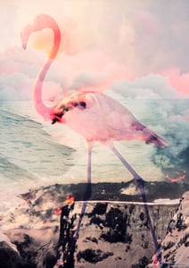 Image of Flamingo