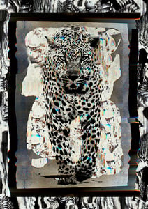 Image of Panther