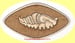 Image of eagle 001a eye shells usea